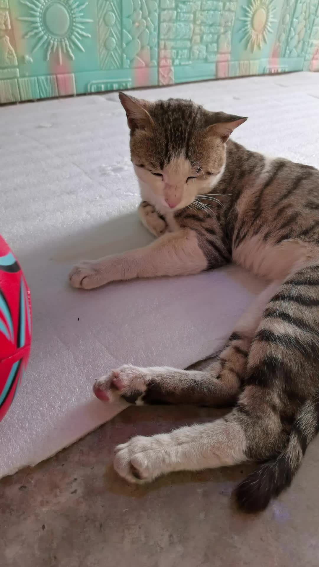 @Catslover
