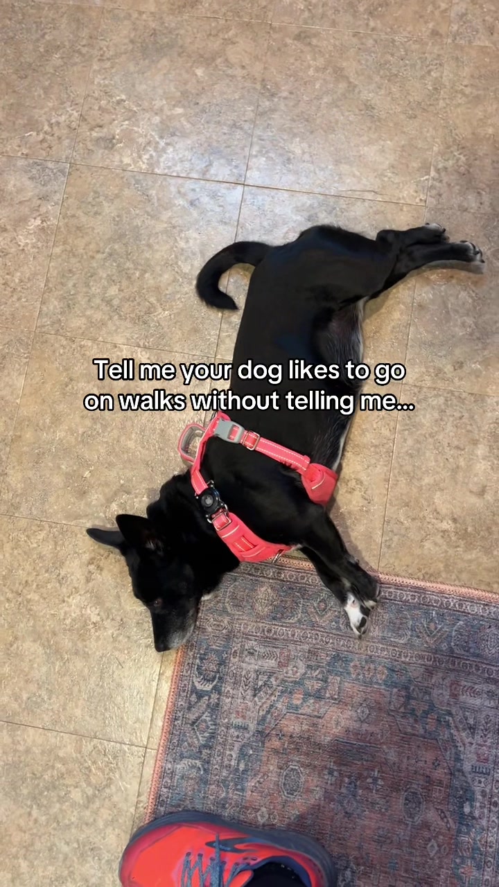 @Candice + Willow &hearts;️🐾