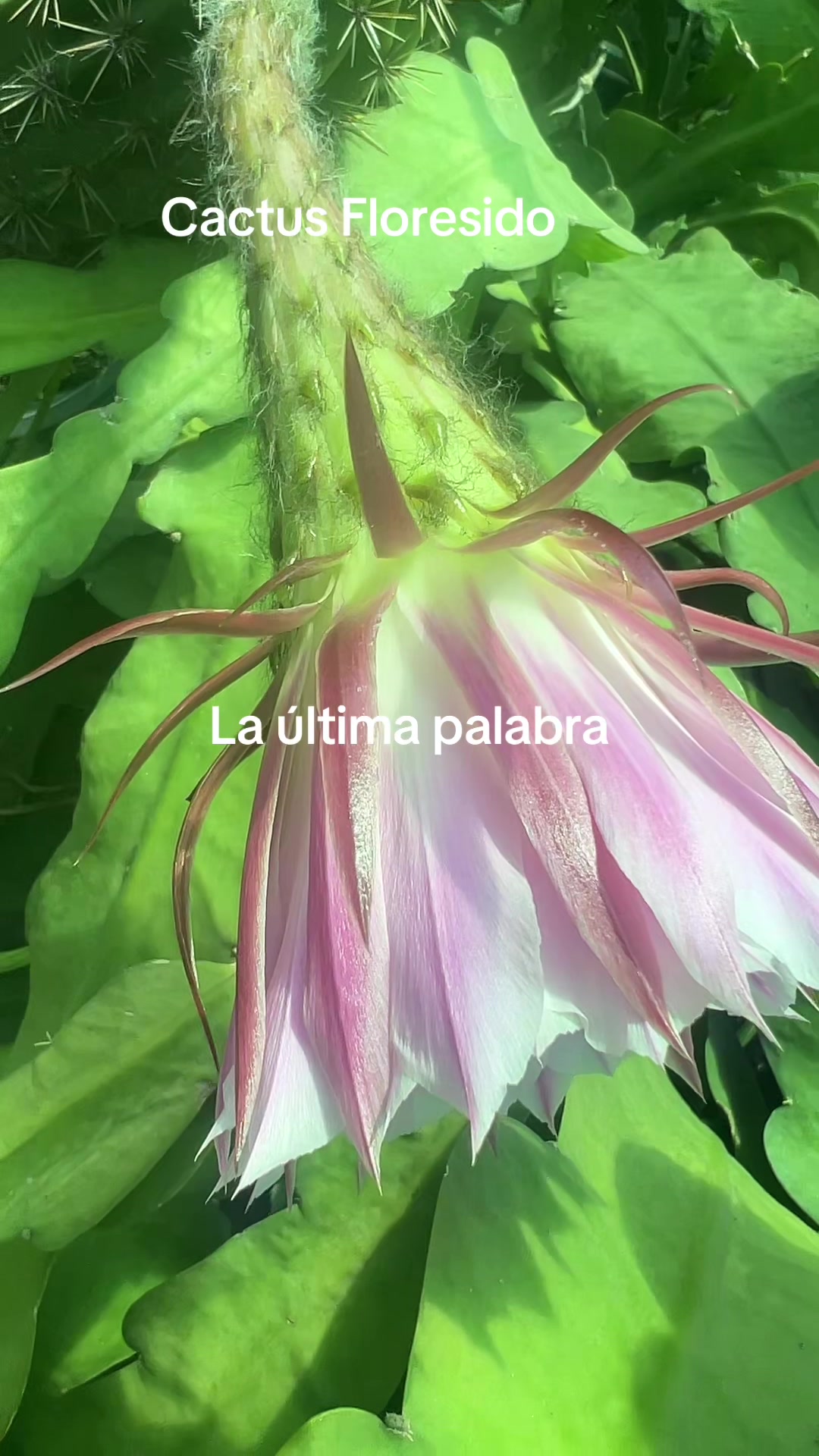 @Maria succulents 🕊️🐚