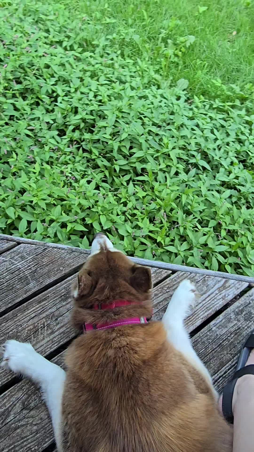 @Diane | Huskies-Jack & Jill