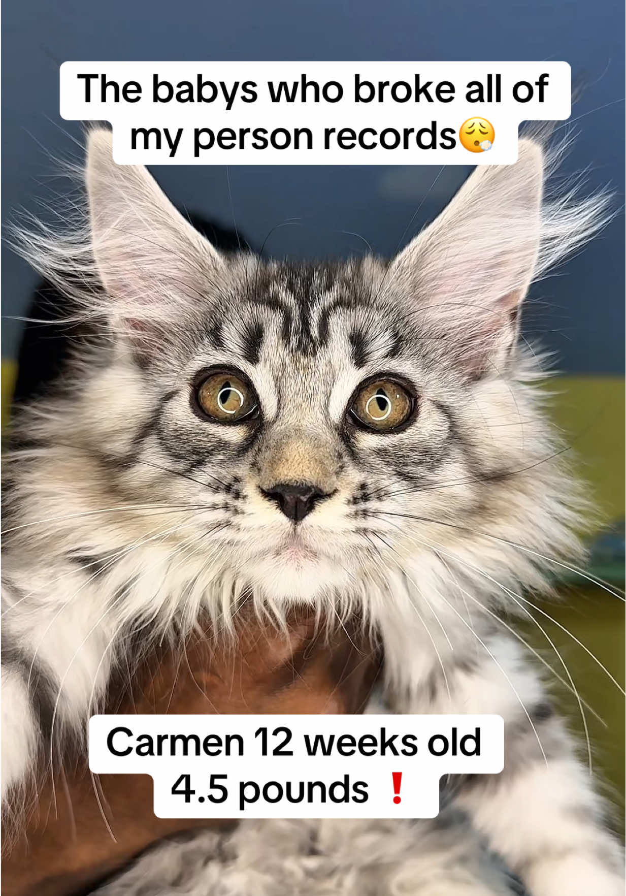 @Tycoon_Mainecoons