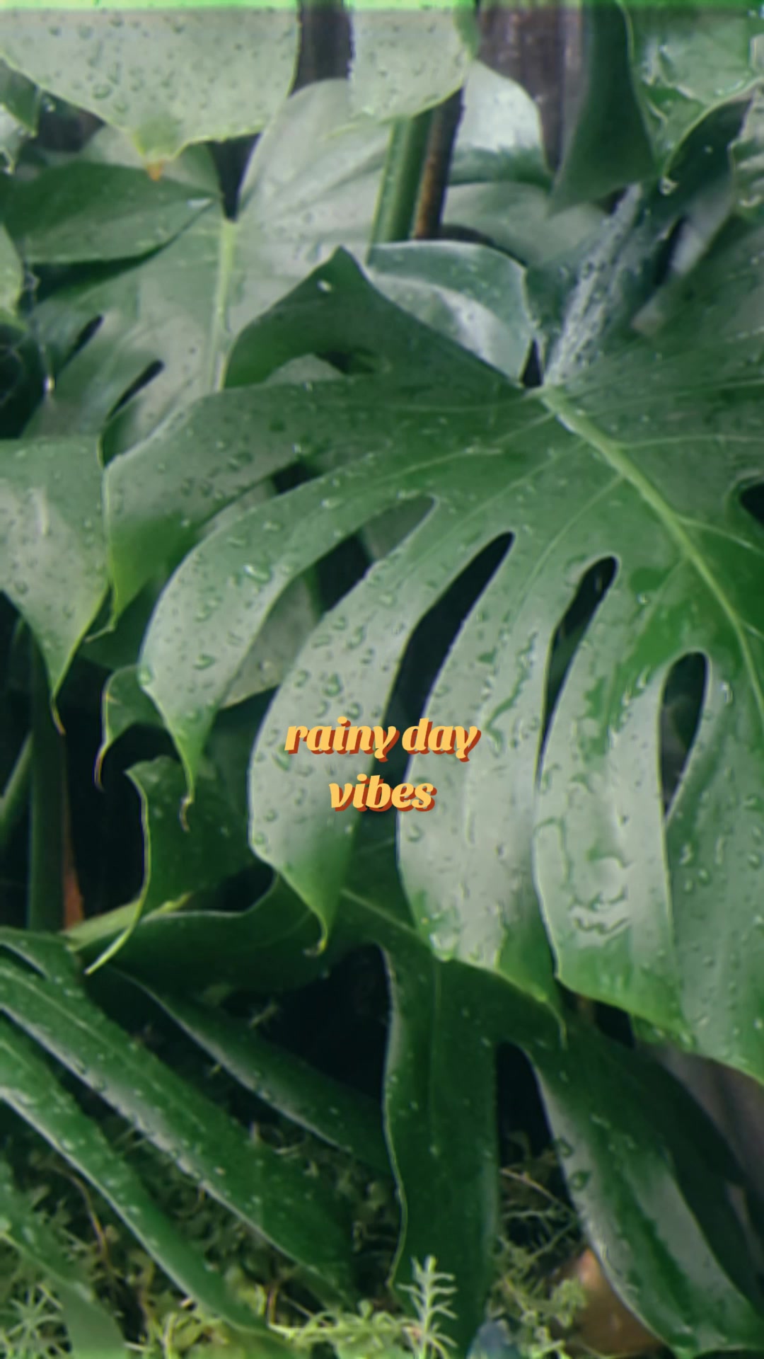 @✨️🌱lisa&bull;lila🌱✨️