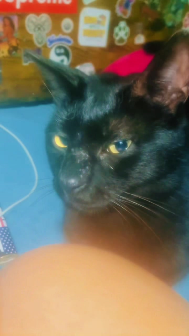 @pantherthecat_ 0711