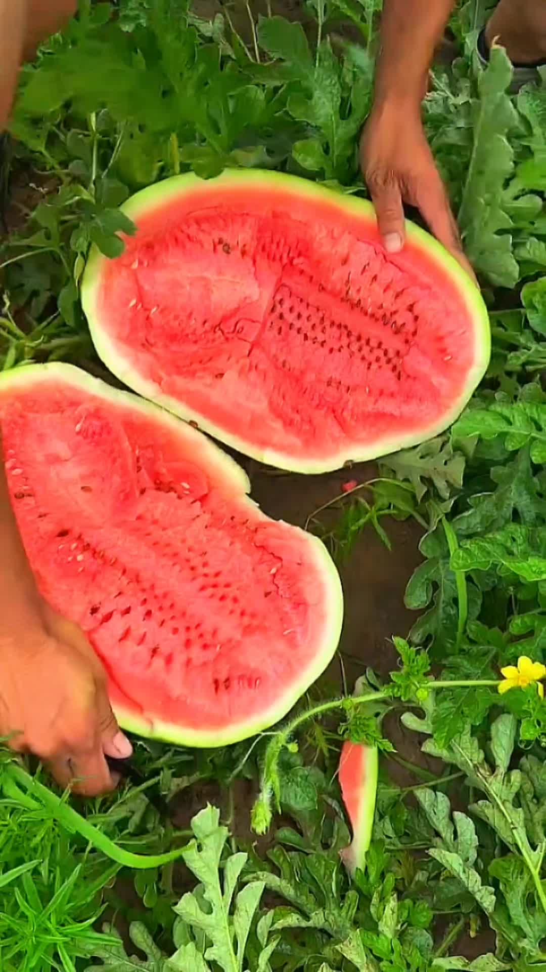 @lovefruits68