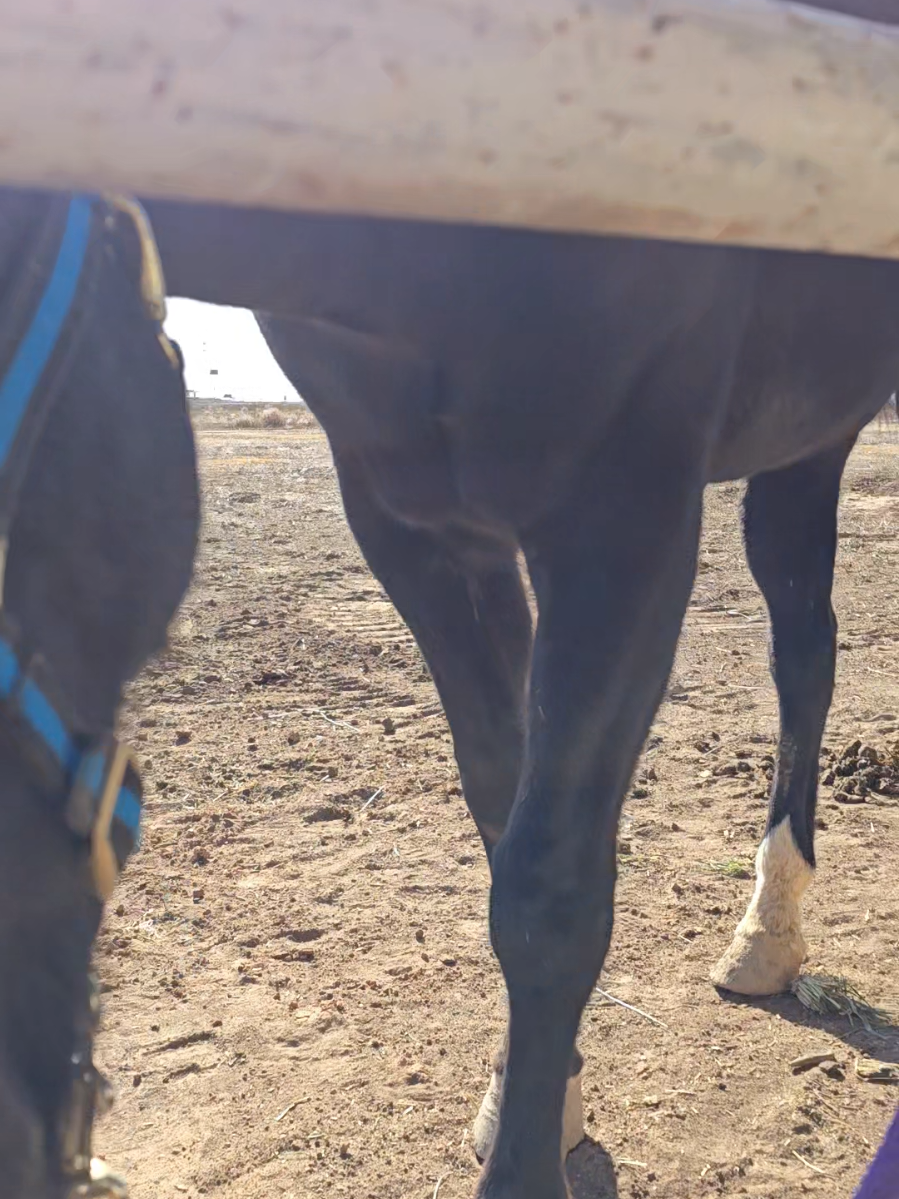 @VMD Performance Horses