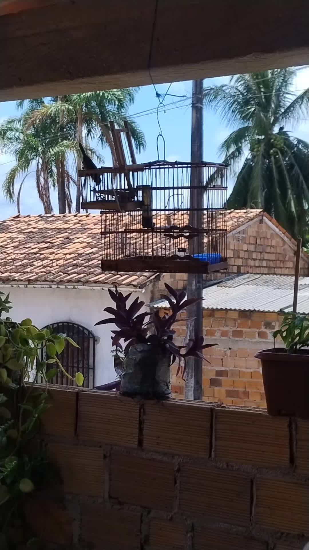 @Vivência de Passarinho