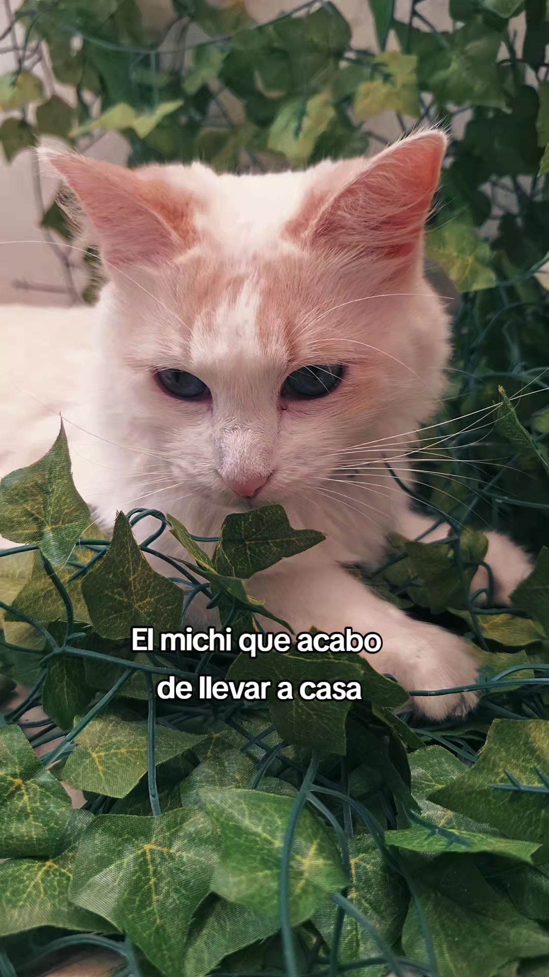@Karen Macho