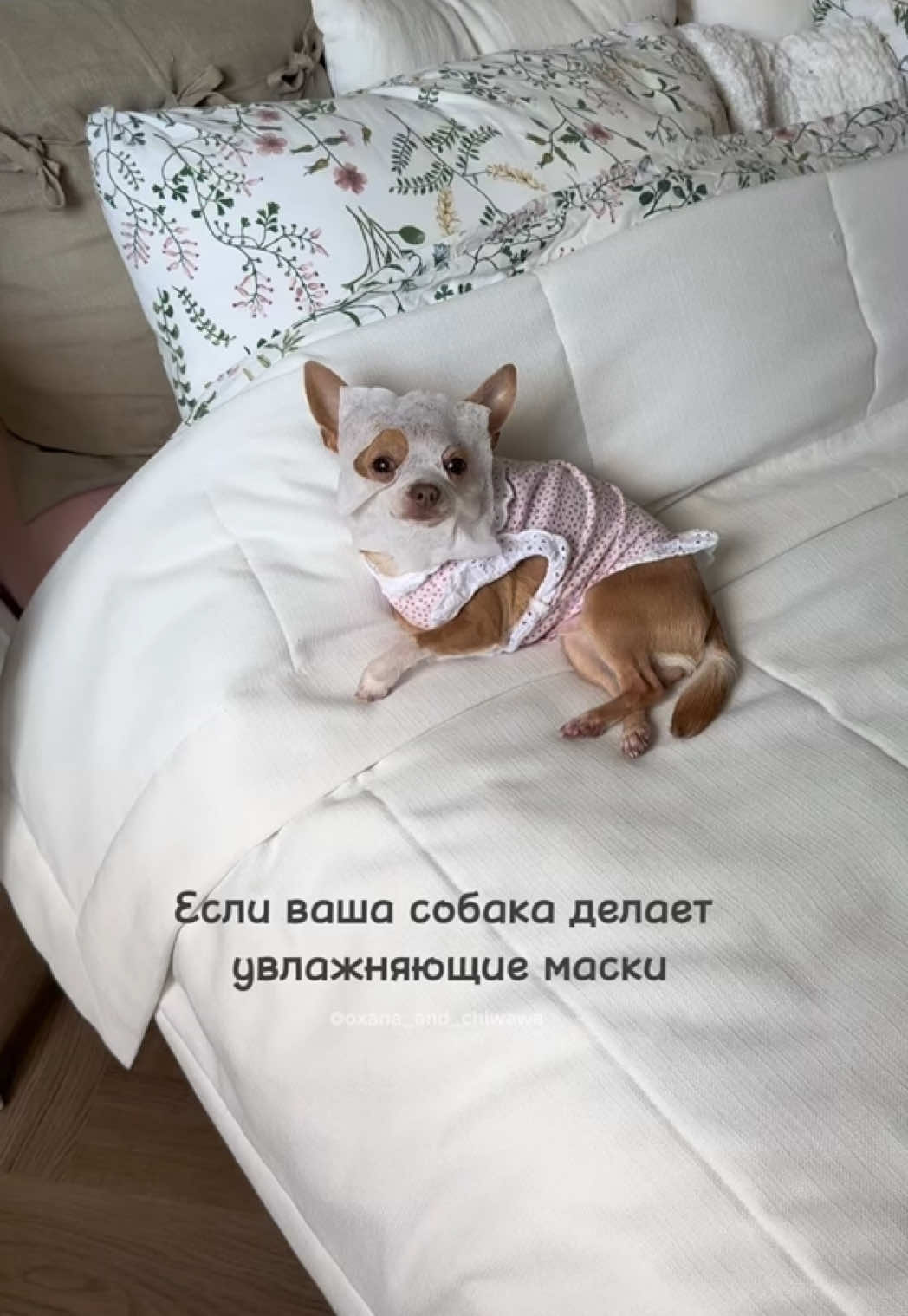 @Оксана & Чихуахуа Бонита