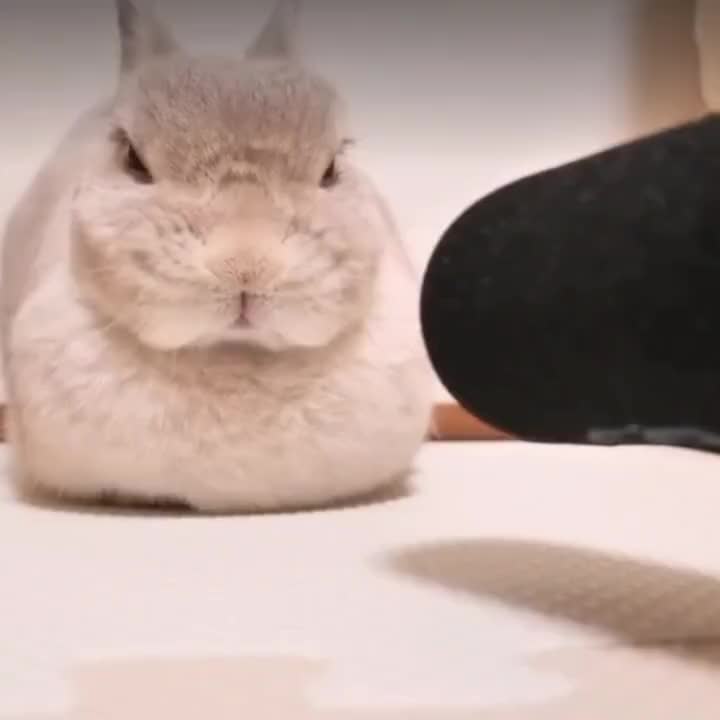 @qhello