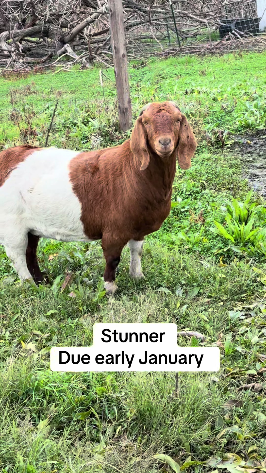 @Riverraisedboergoats