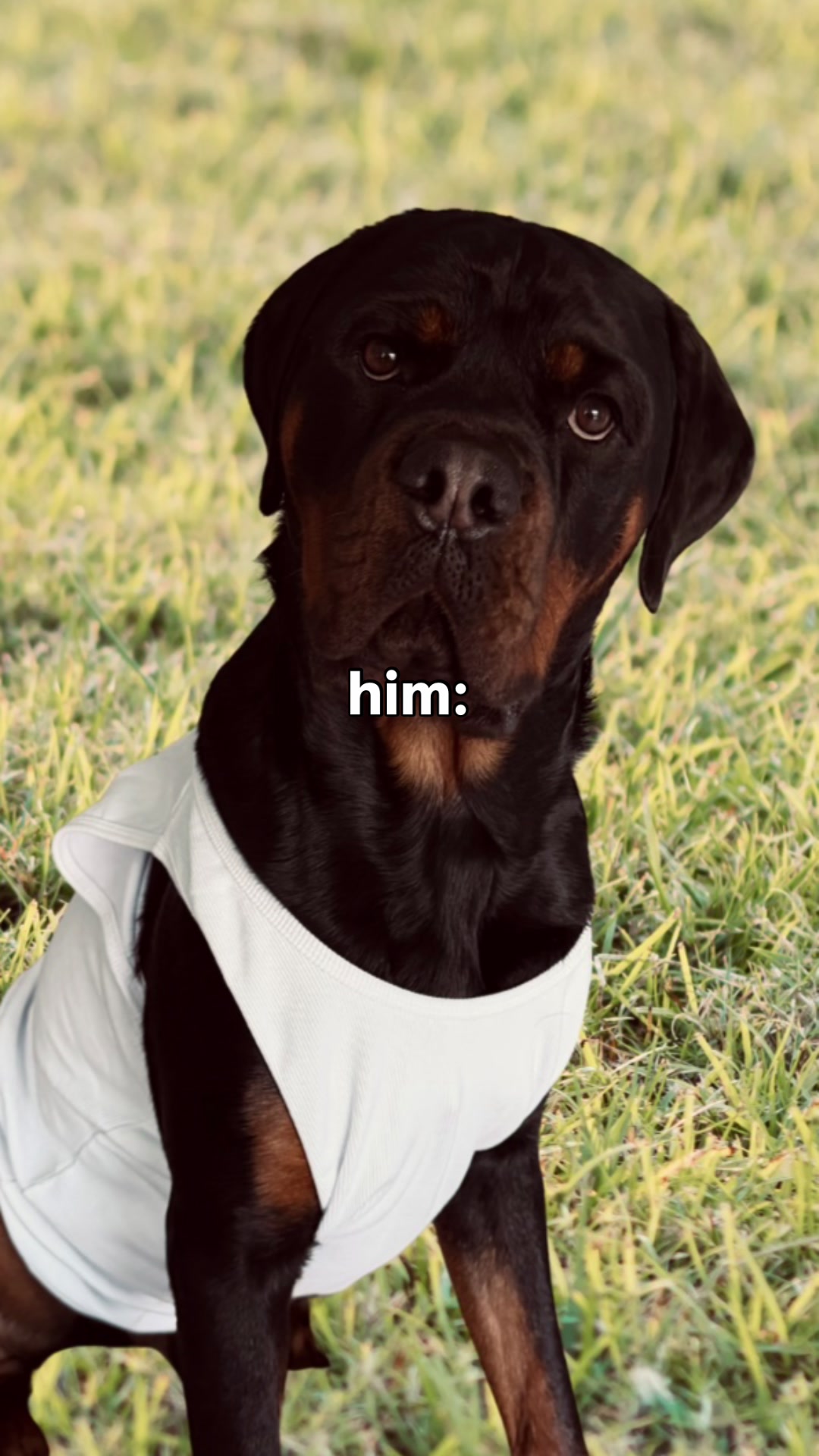 @Rex the Rottweiler
