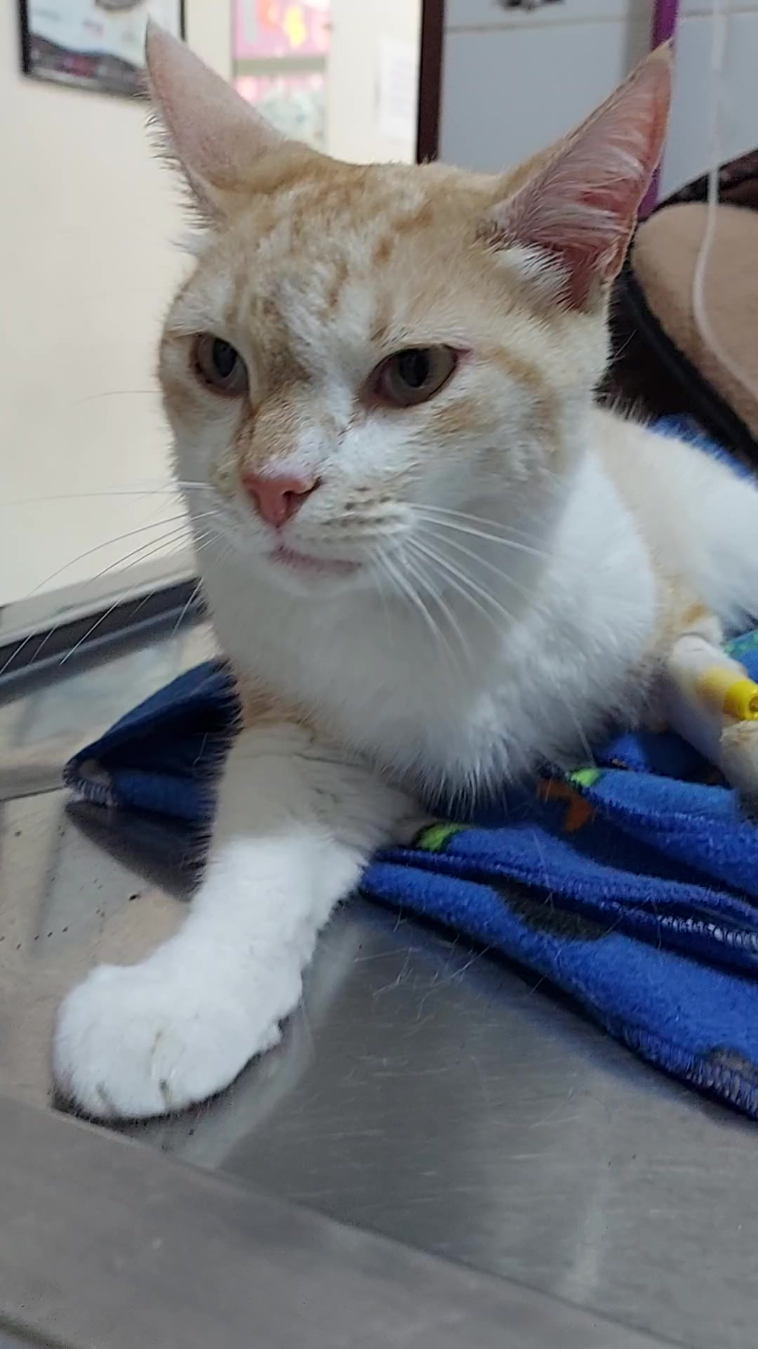 @VETERINARIA VET CENTER 💜