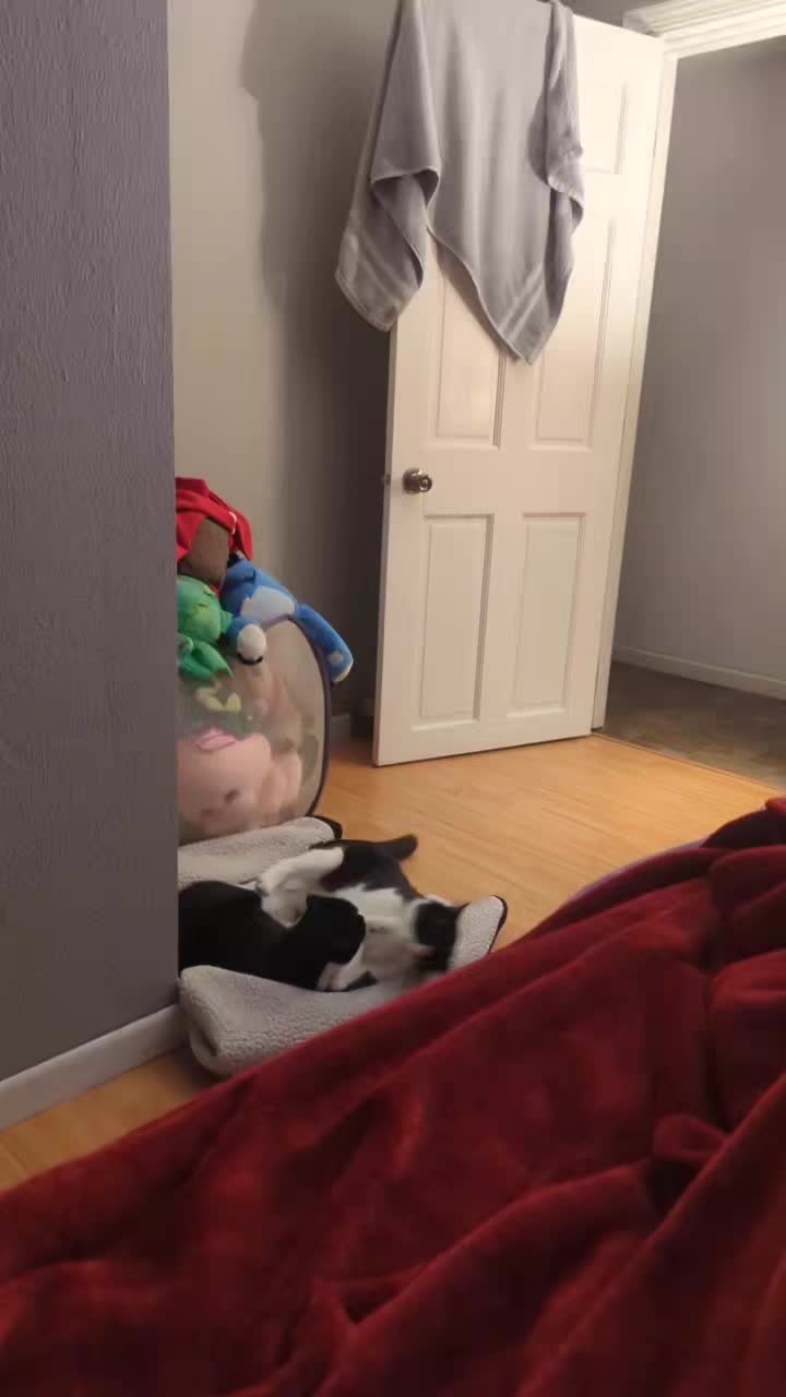 @Jessica🐾💞