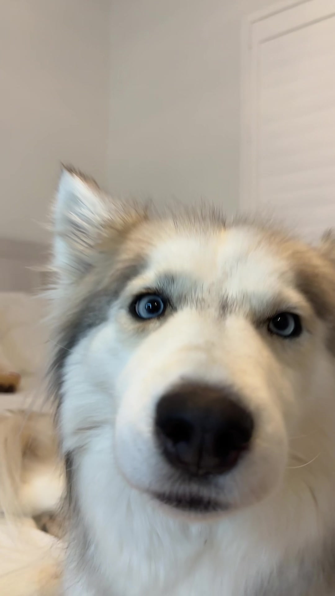 @lifewith2huskies