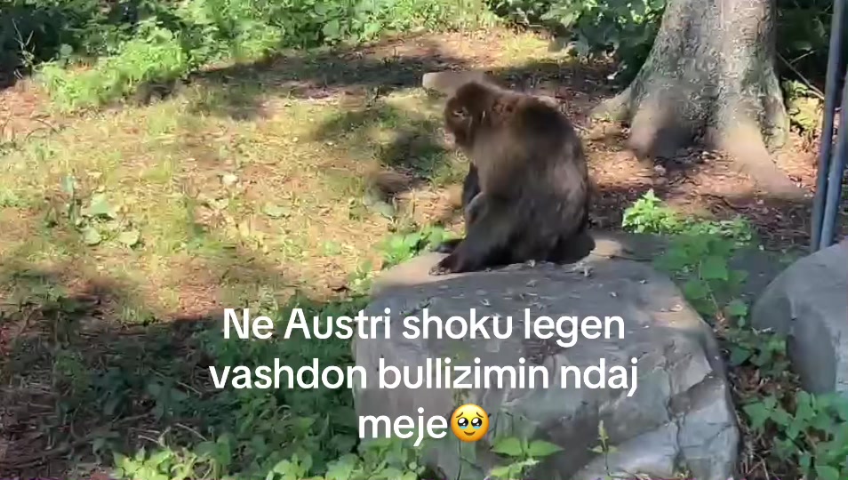@Fatmir Tuci 🇦🇱