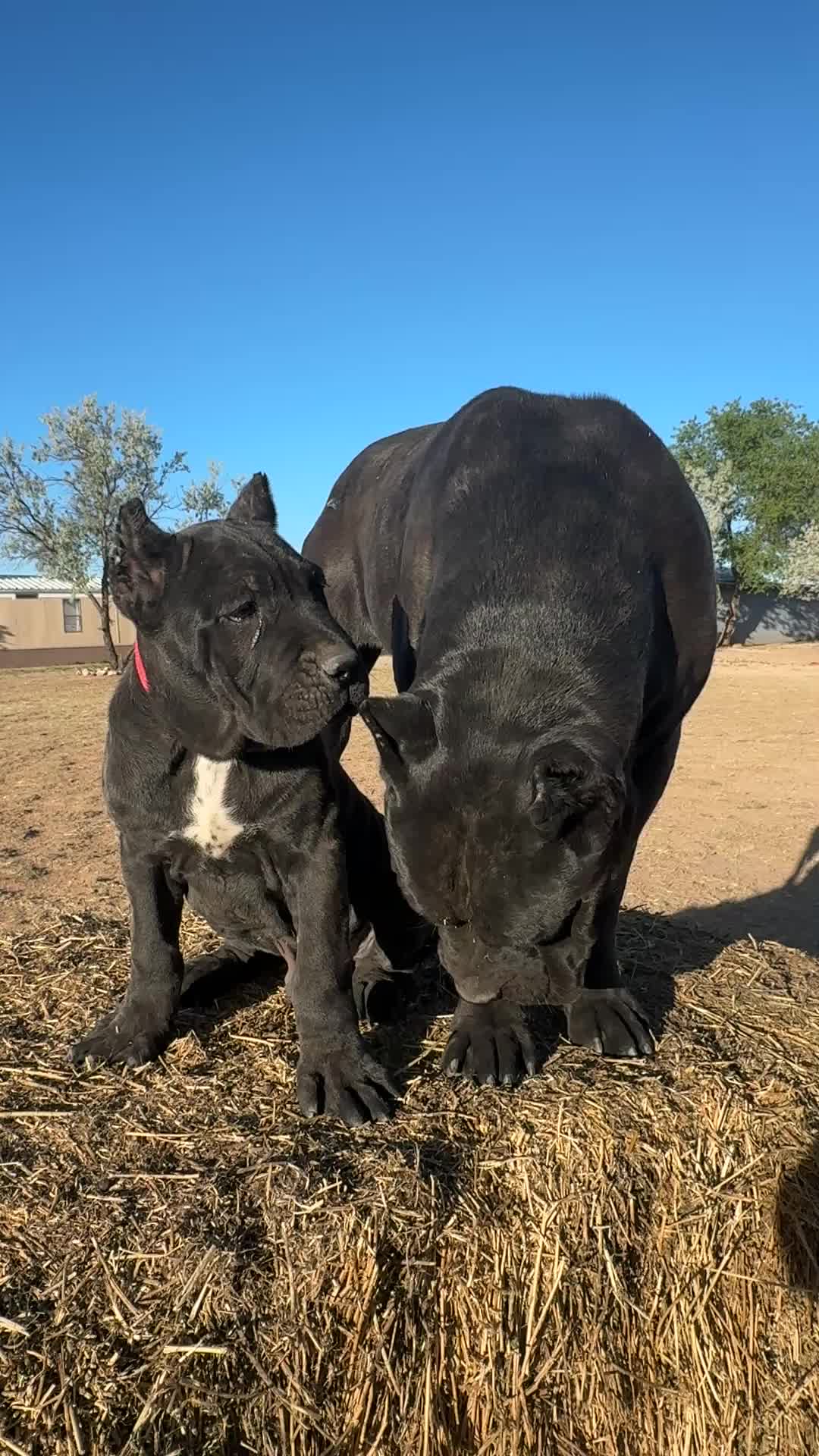 @canecorsoblackguardianz