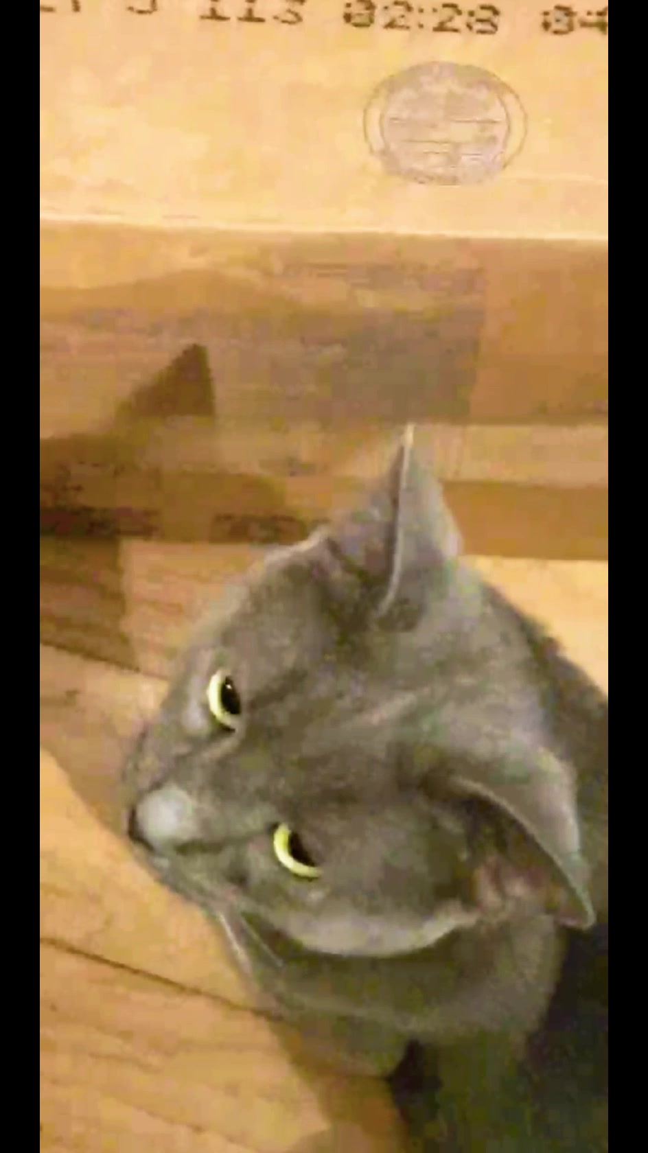 @No More Sad Kitties