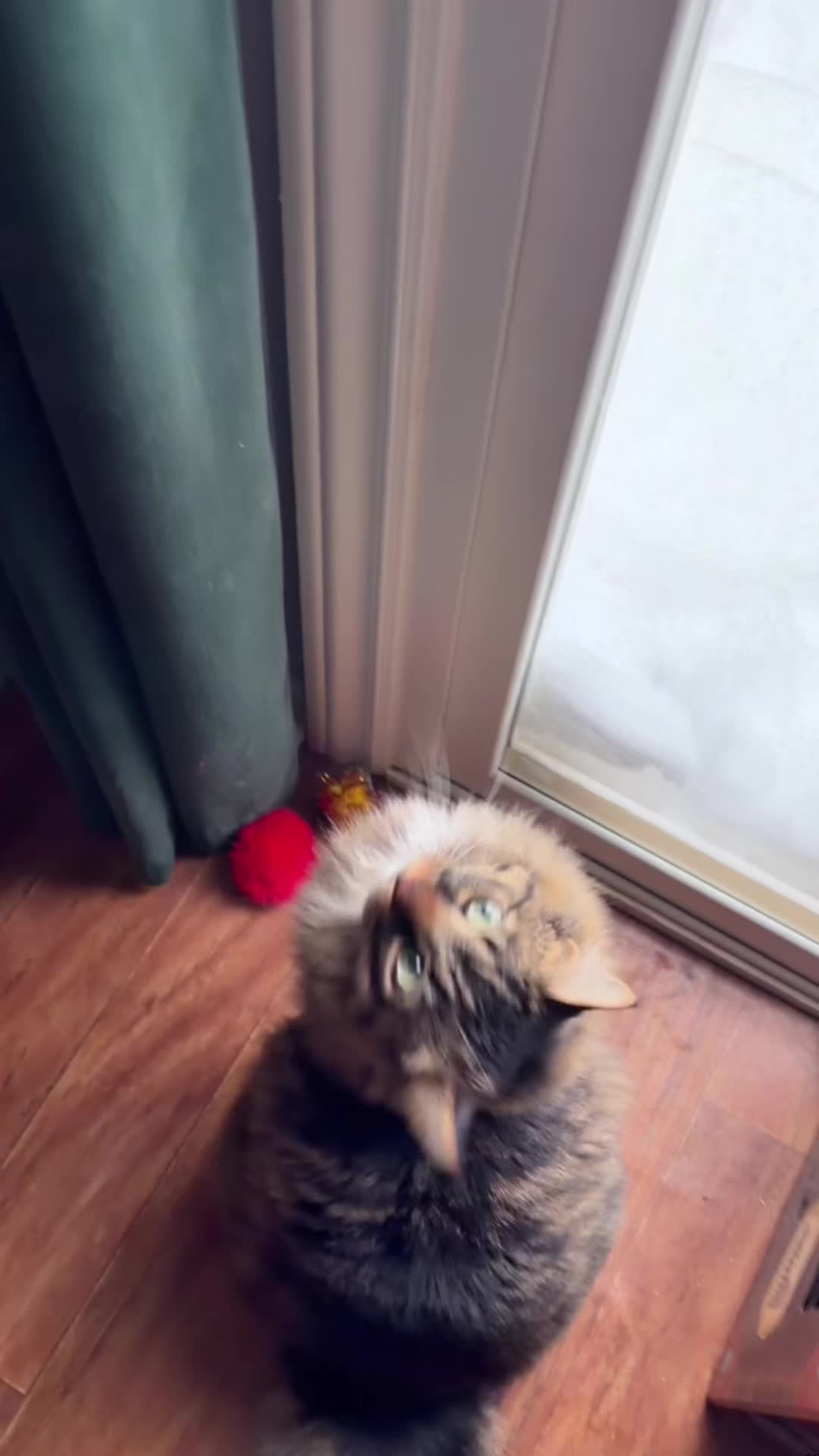 @cat moment