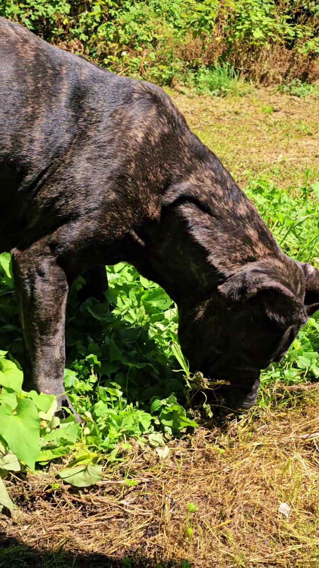 @SalmonCreekCaneCorso