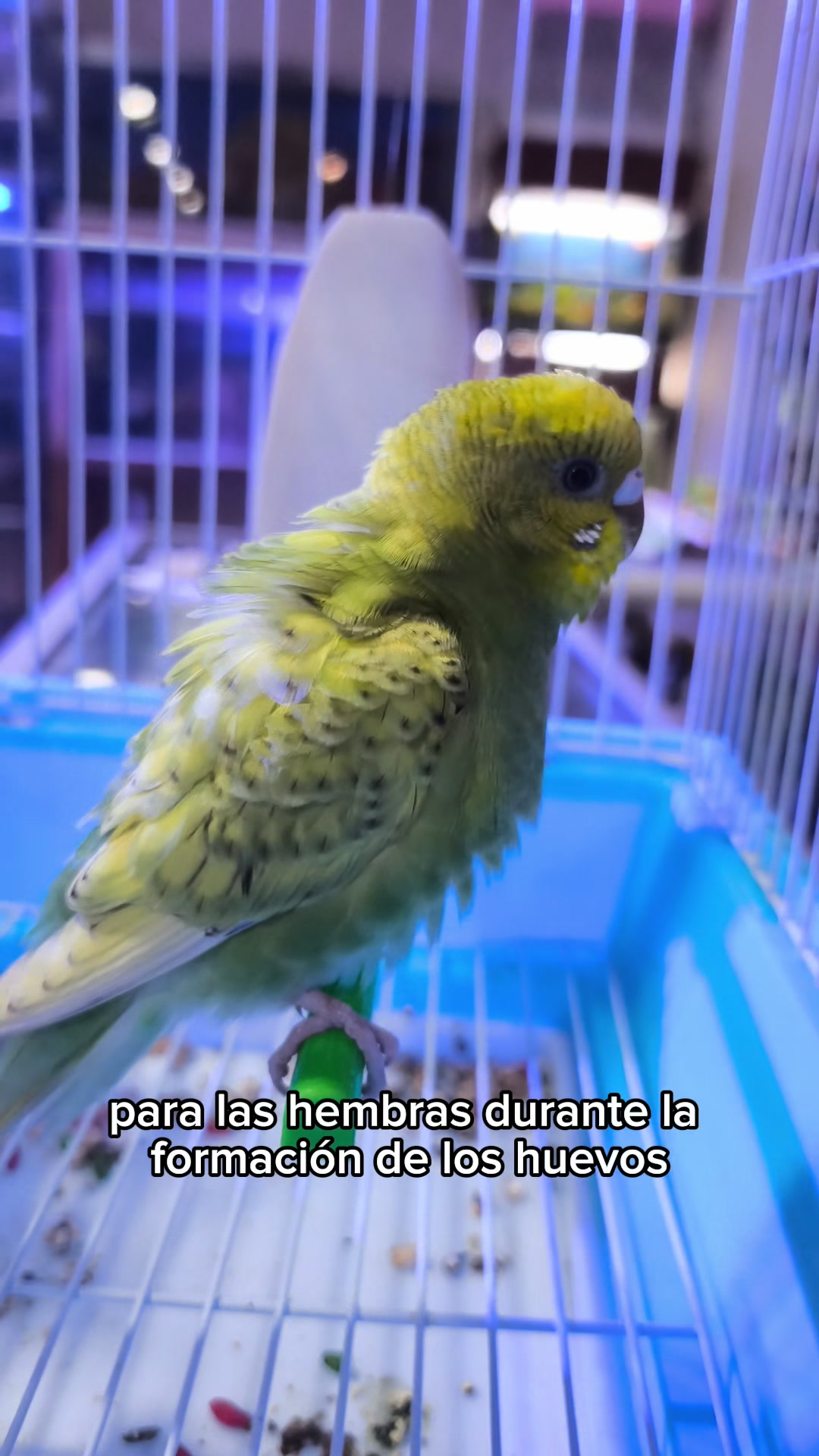 @Acuario Fish Lovers