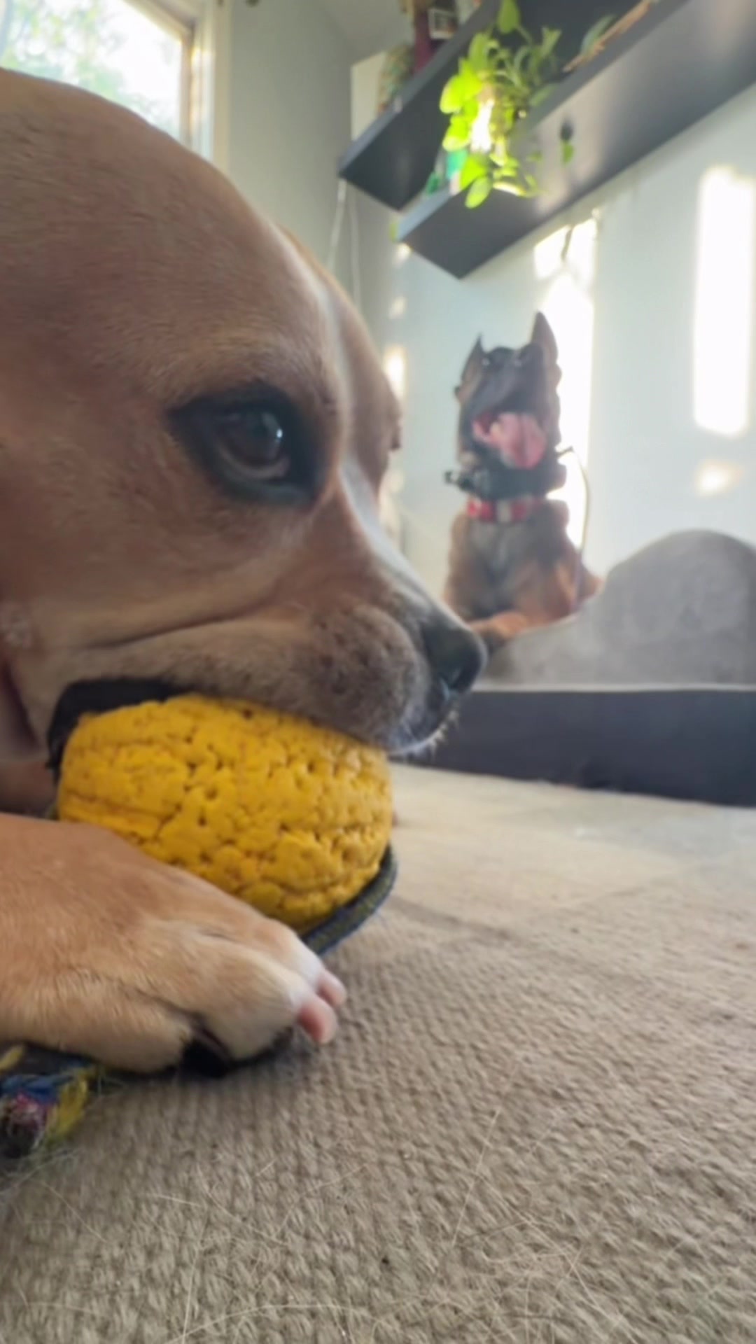 @dogstrainjen