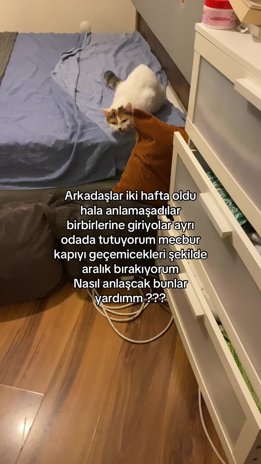 @Rabia Toplugedik