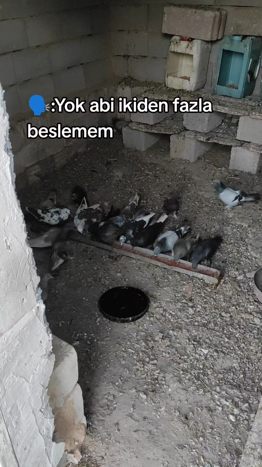 @𝕬𝖑𝖕𝖊𝖗𝖊𝖓 𝖉𝖔𝖌̆𝖆𝖓