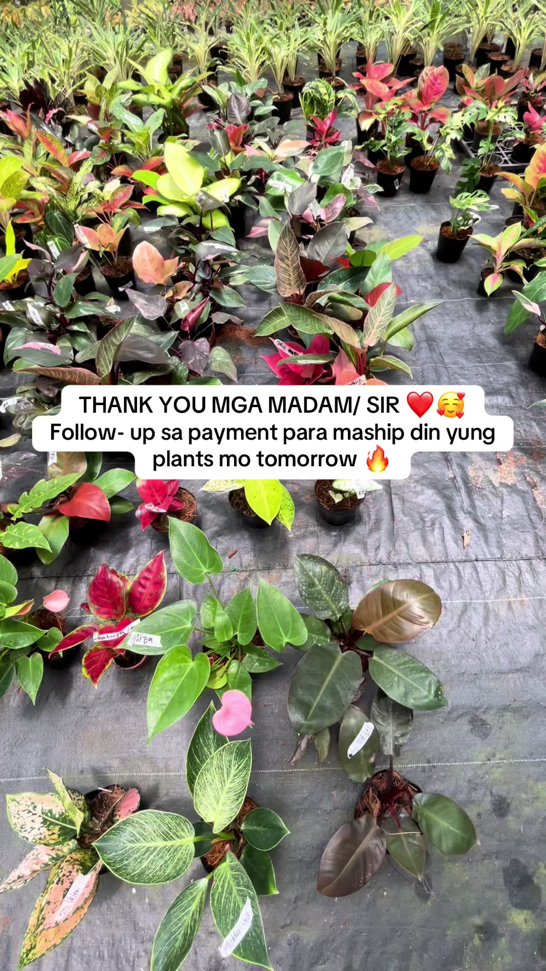 @Emgie’s Plantitas