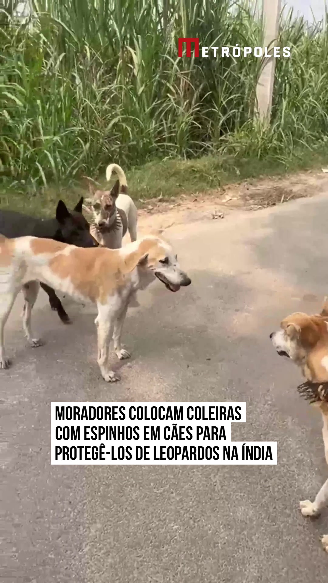 @Metr&oacute;poles Oficial