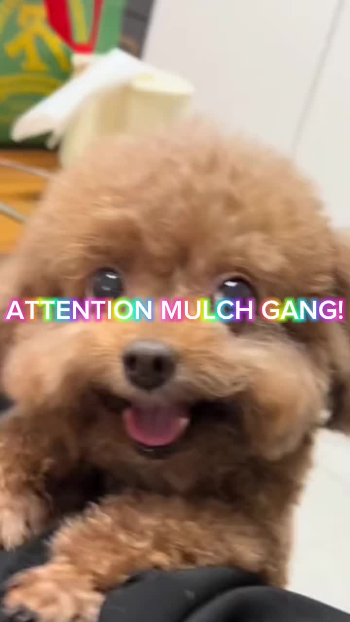 @mulch muncher