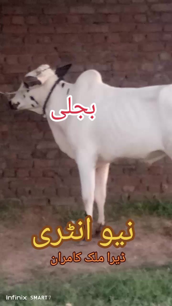 @Malik kamran