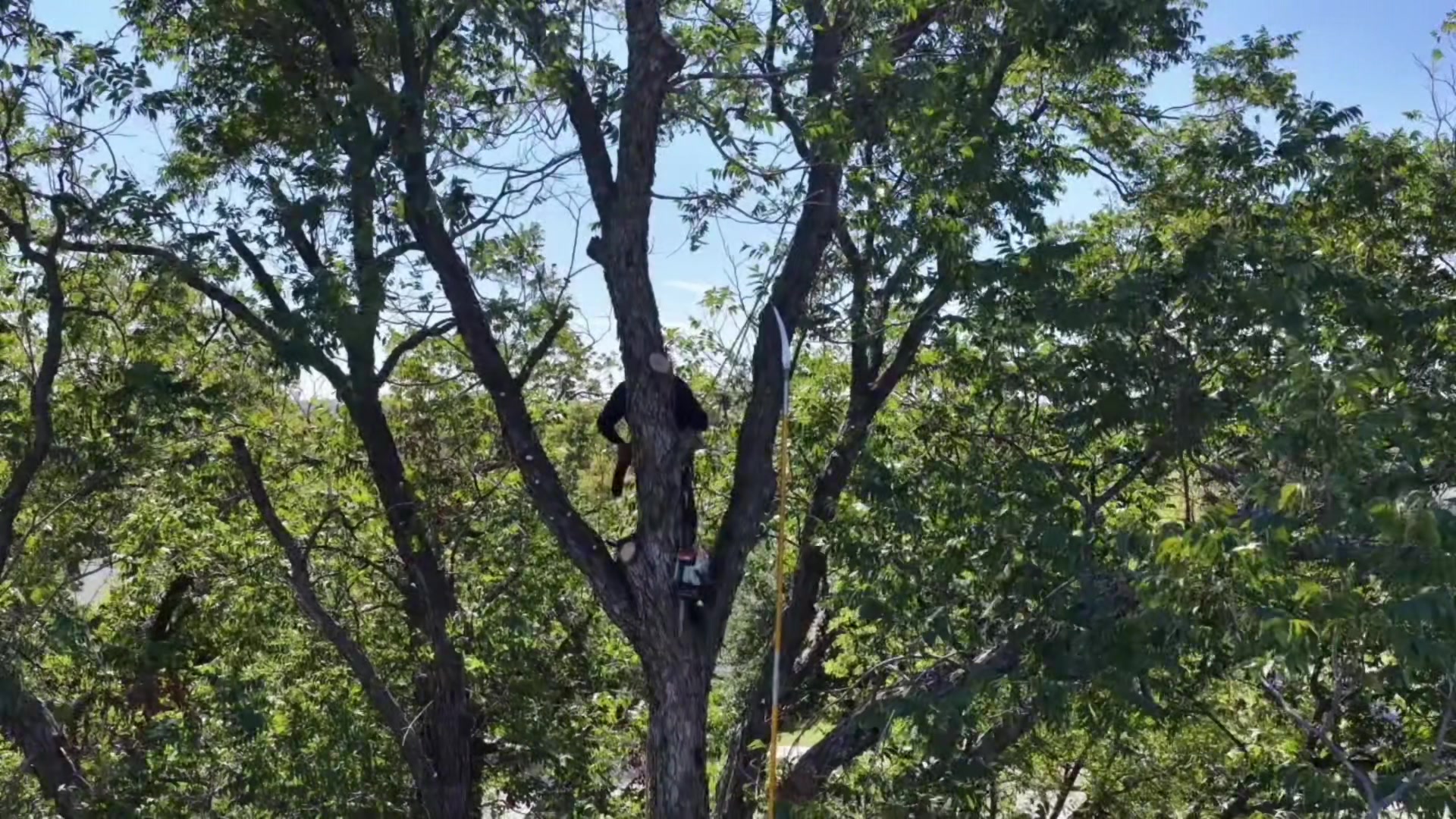@Live Oak Tree Service