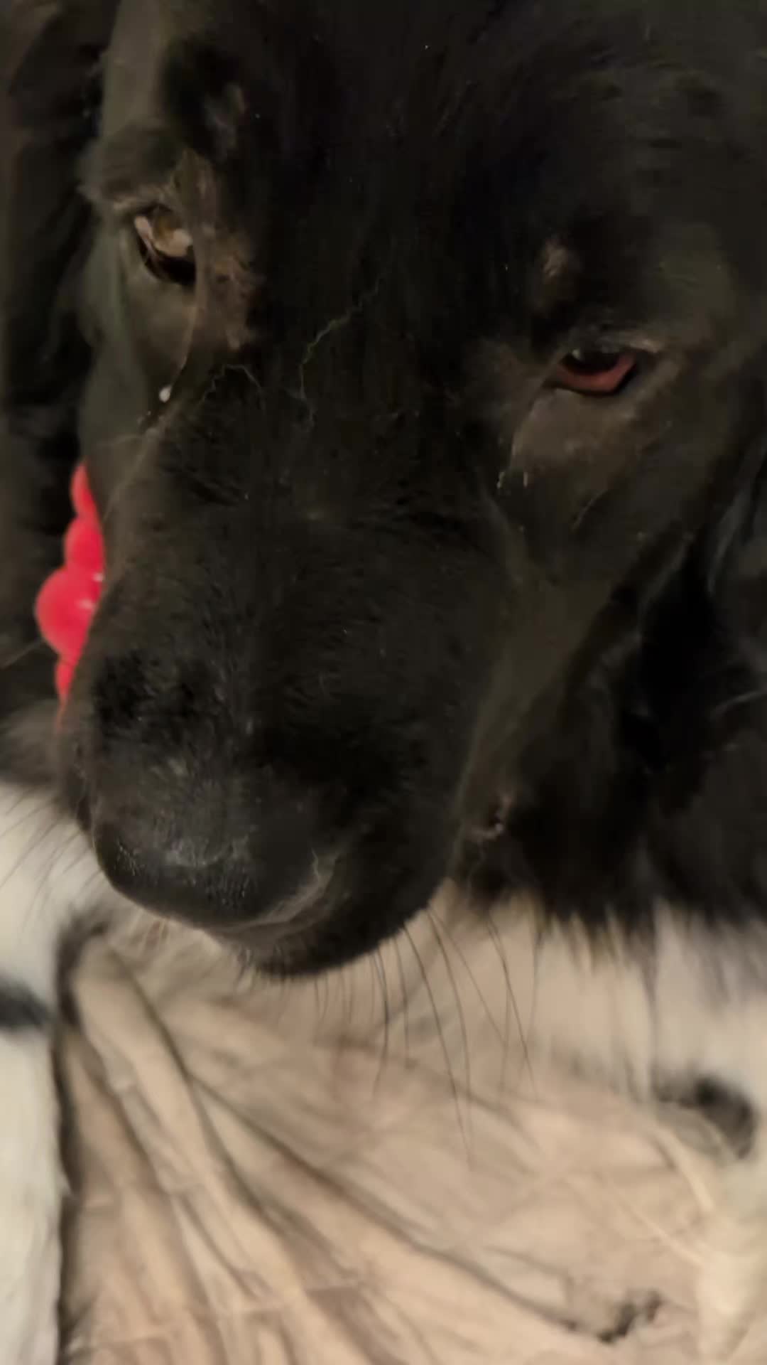 @大型犬3頭&小型老犬4頭多頭飼いの生活