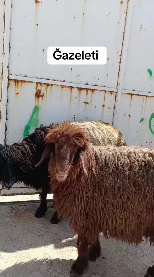 @Ömer Afşin