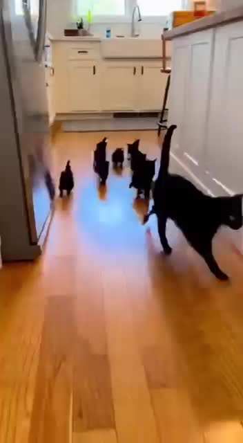 @blackkitties