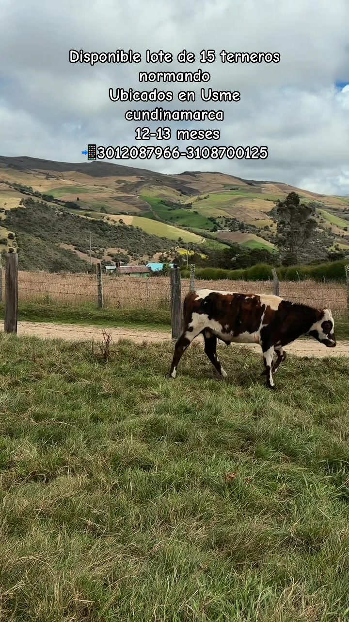 @Ganaderia San Jose 🐄