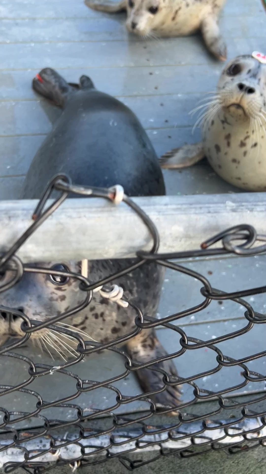 @Marine Mammal Rescue Society