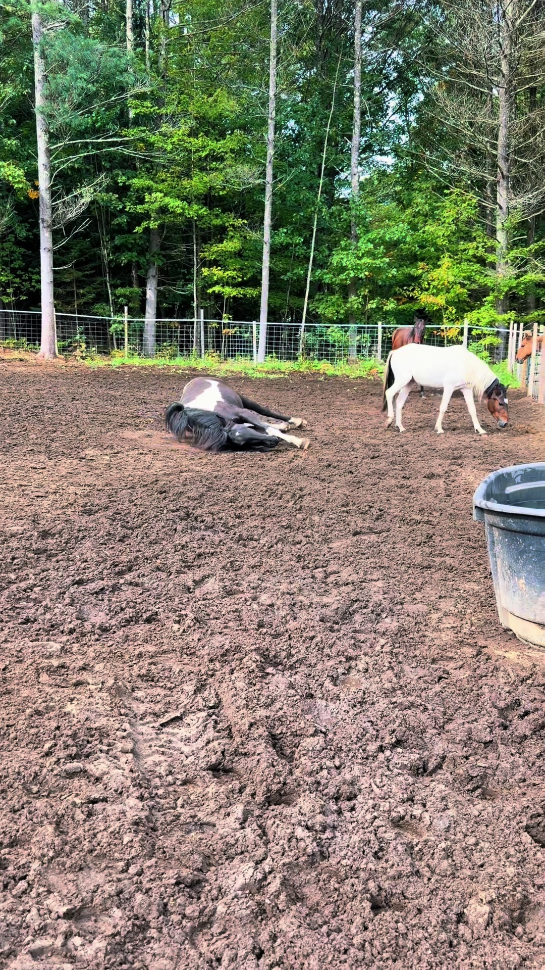 @Unshackled Hearts Ranch
