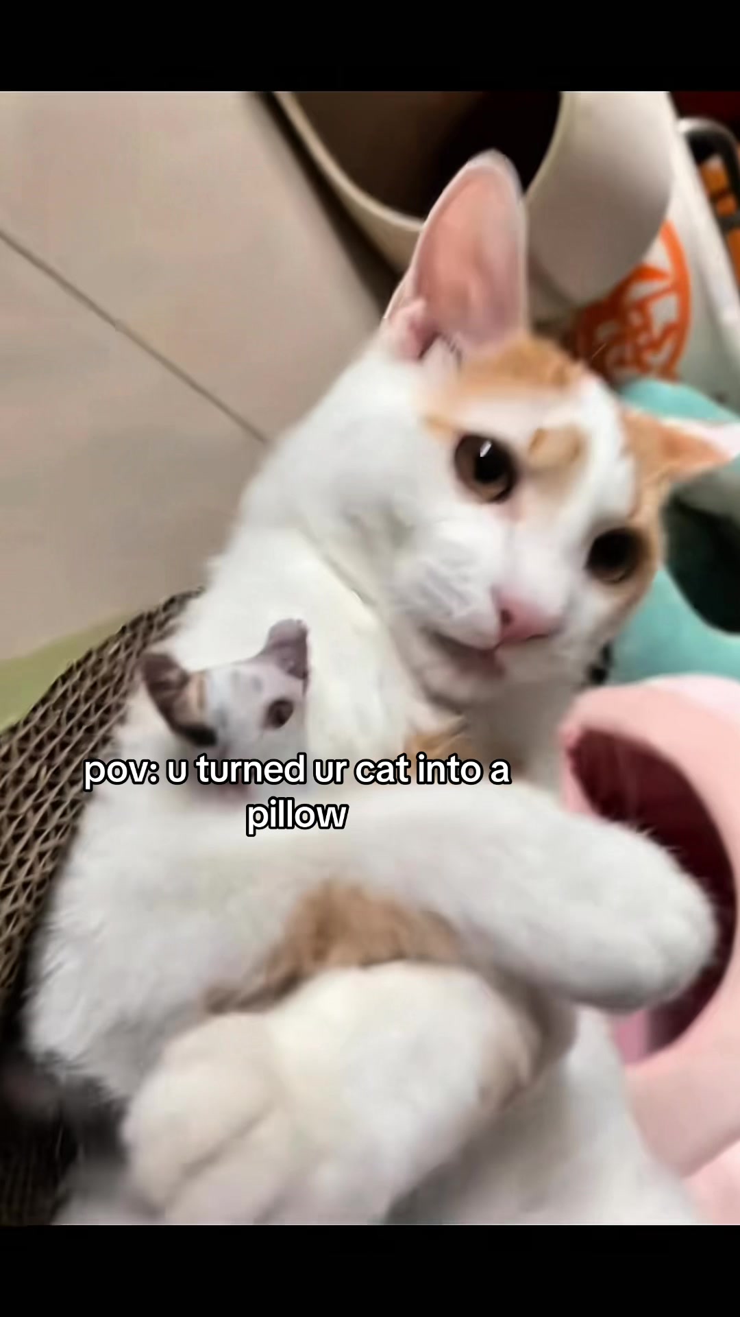 @cat memes