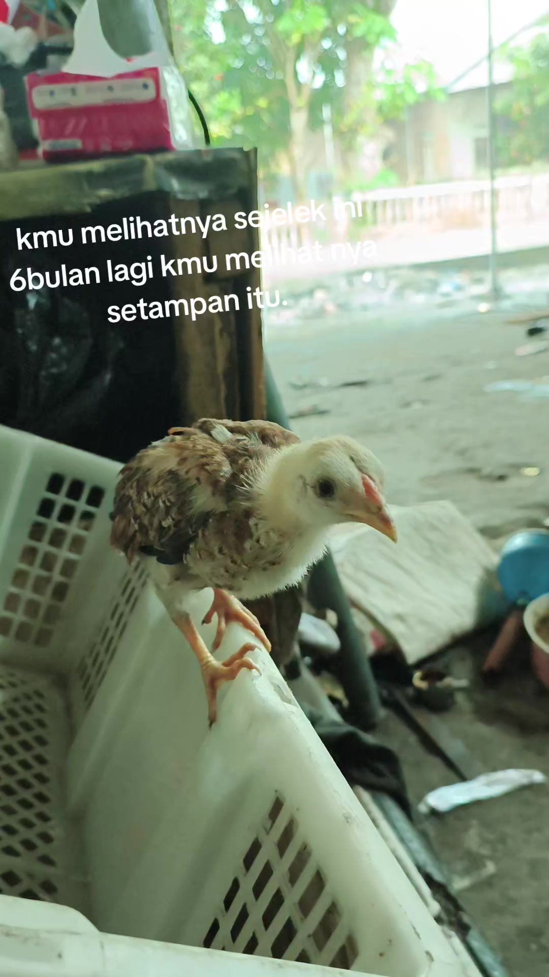 @pikkii