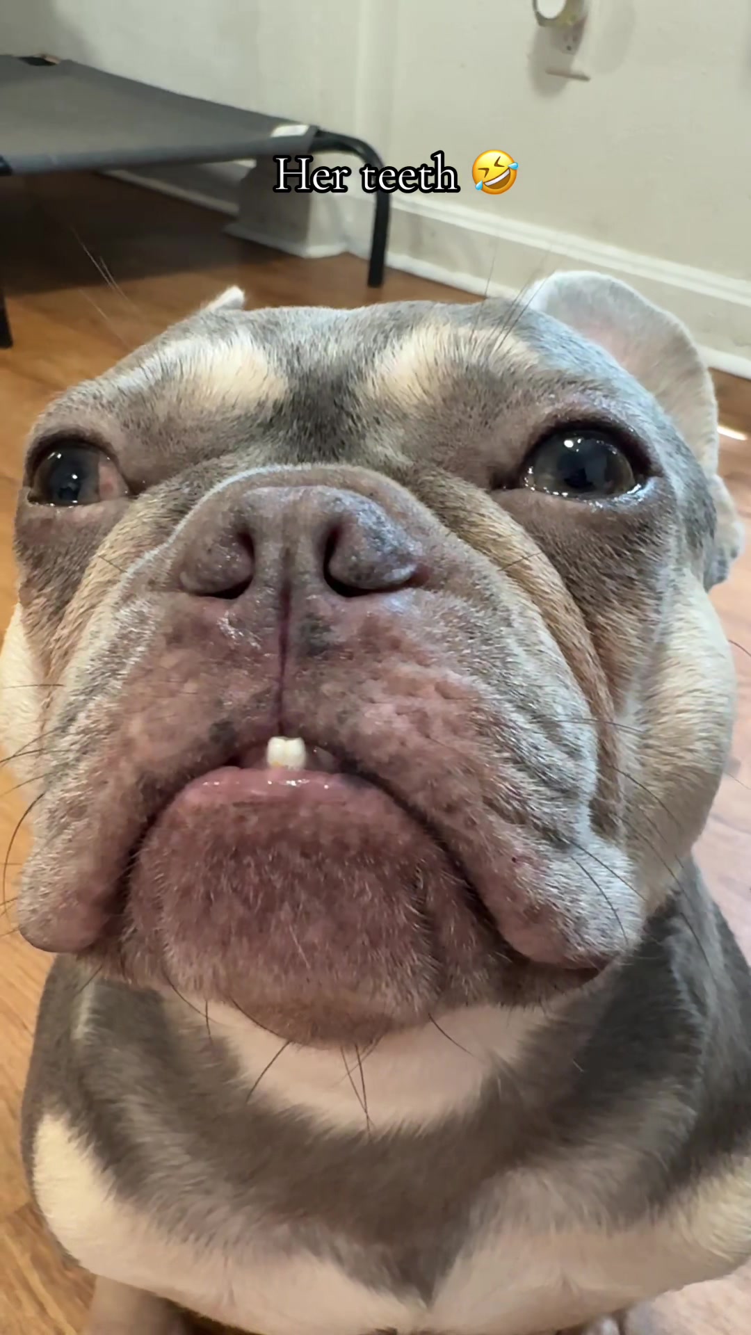 @Two Frenchies and a Staff