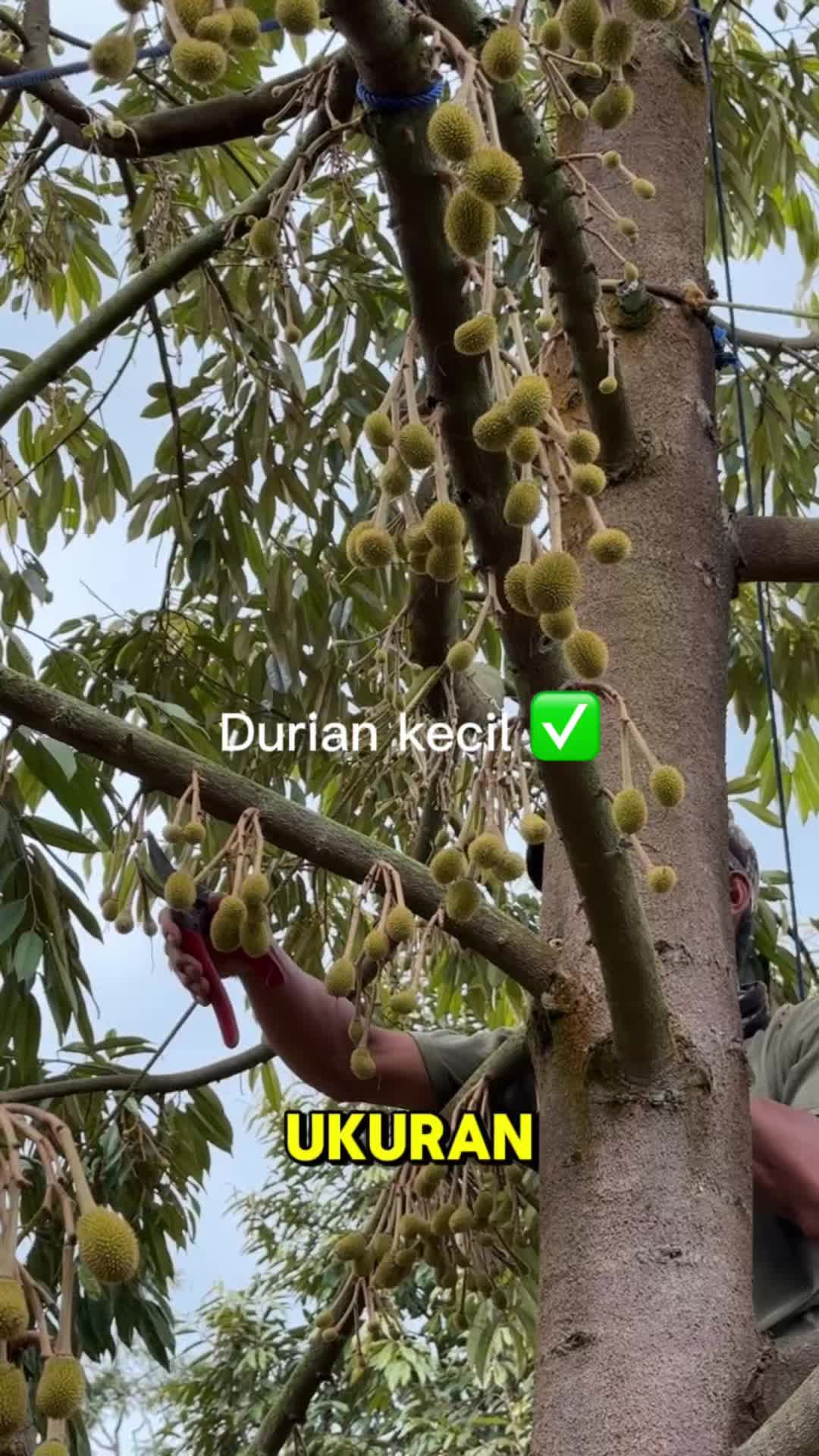 @AA KADU