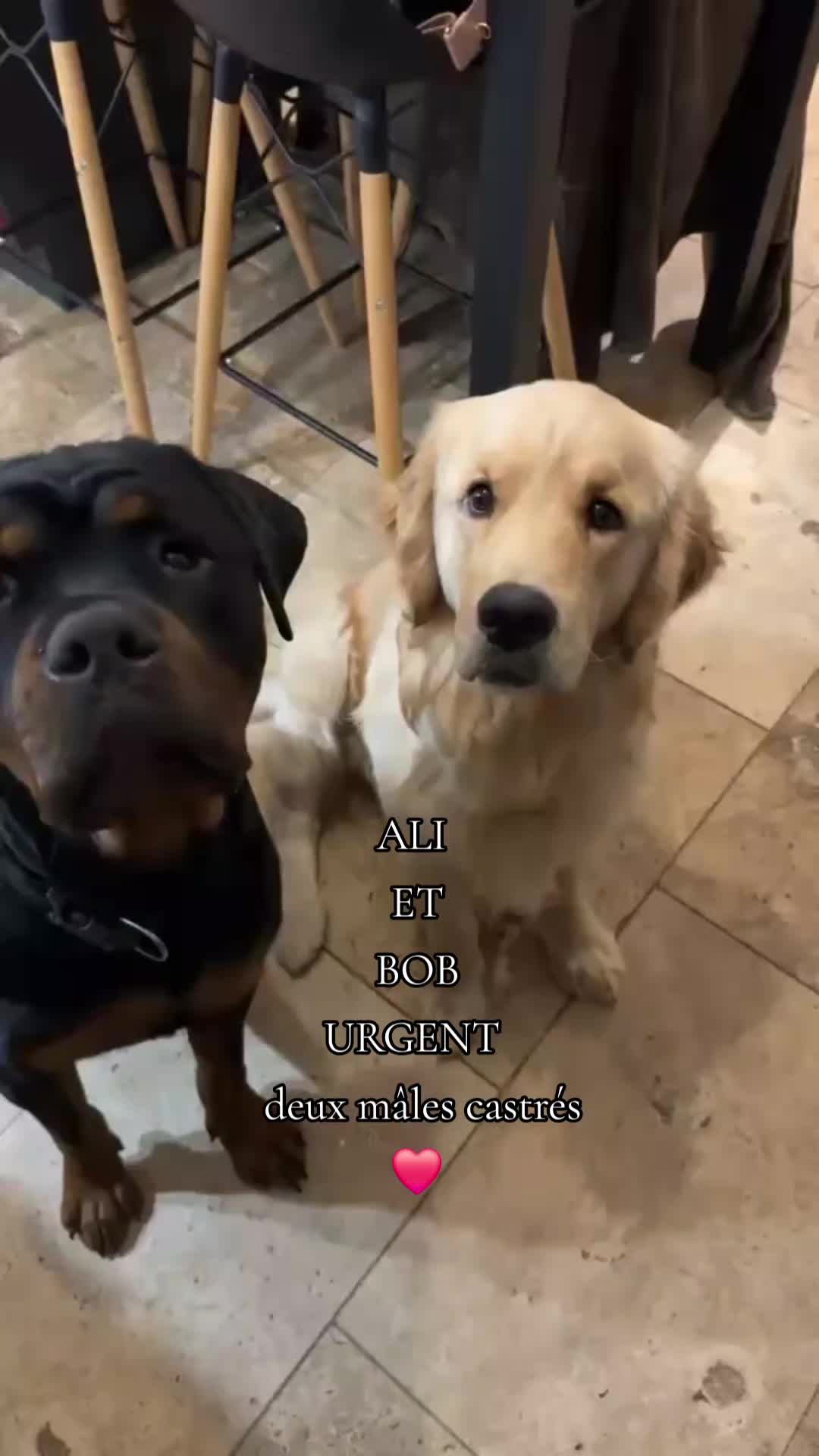 @Laetitia FACHETTi Rottweiler