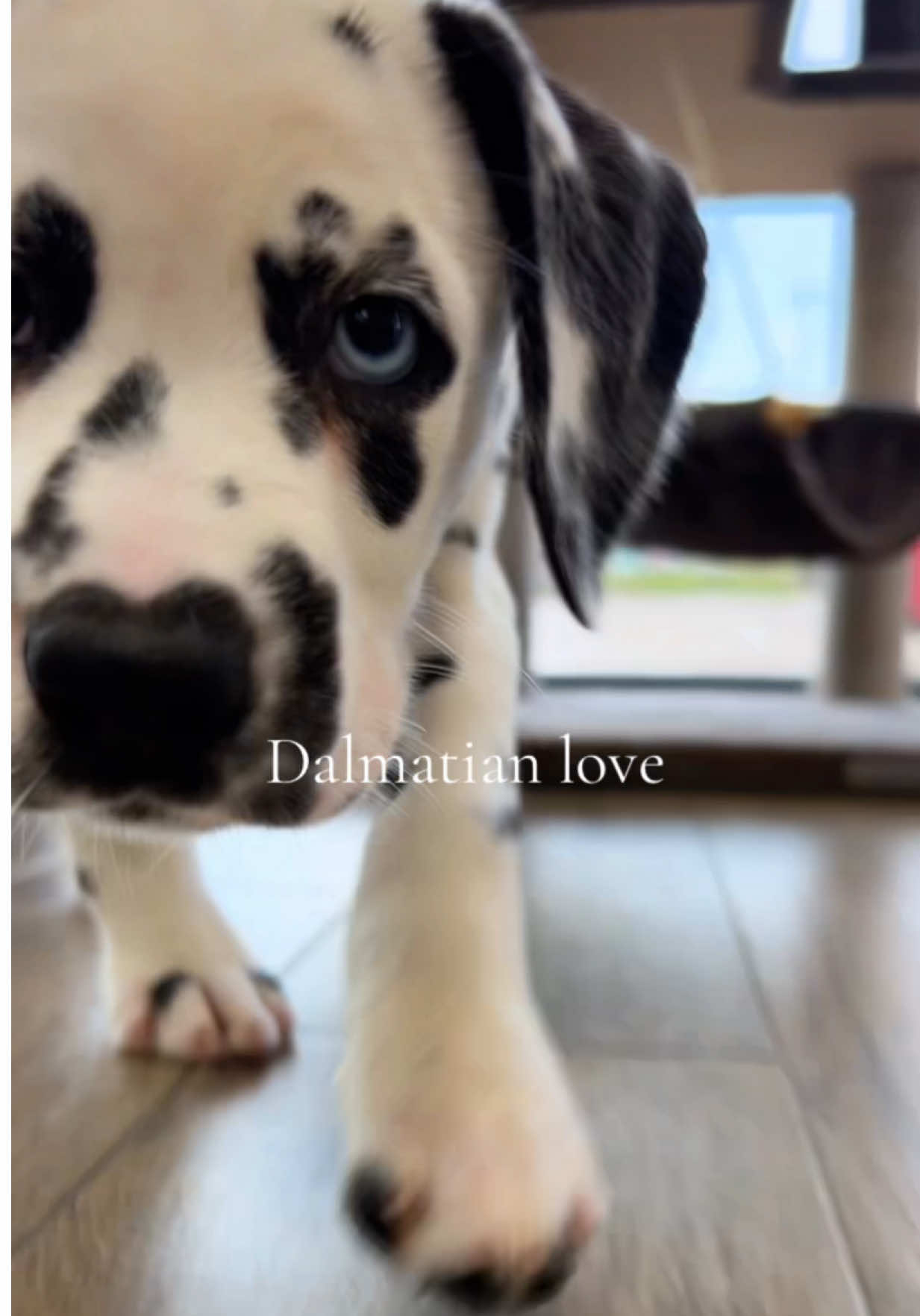 @Petland Oklahoma City