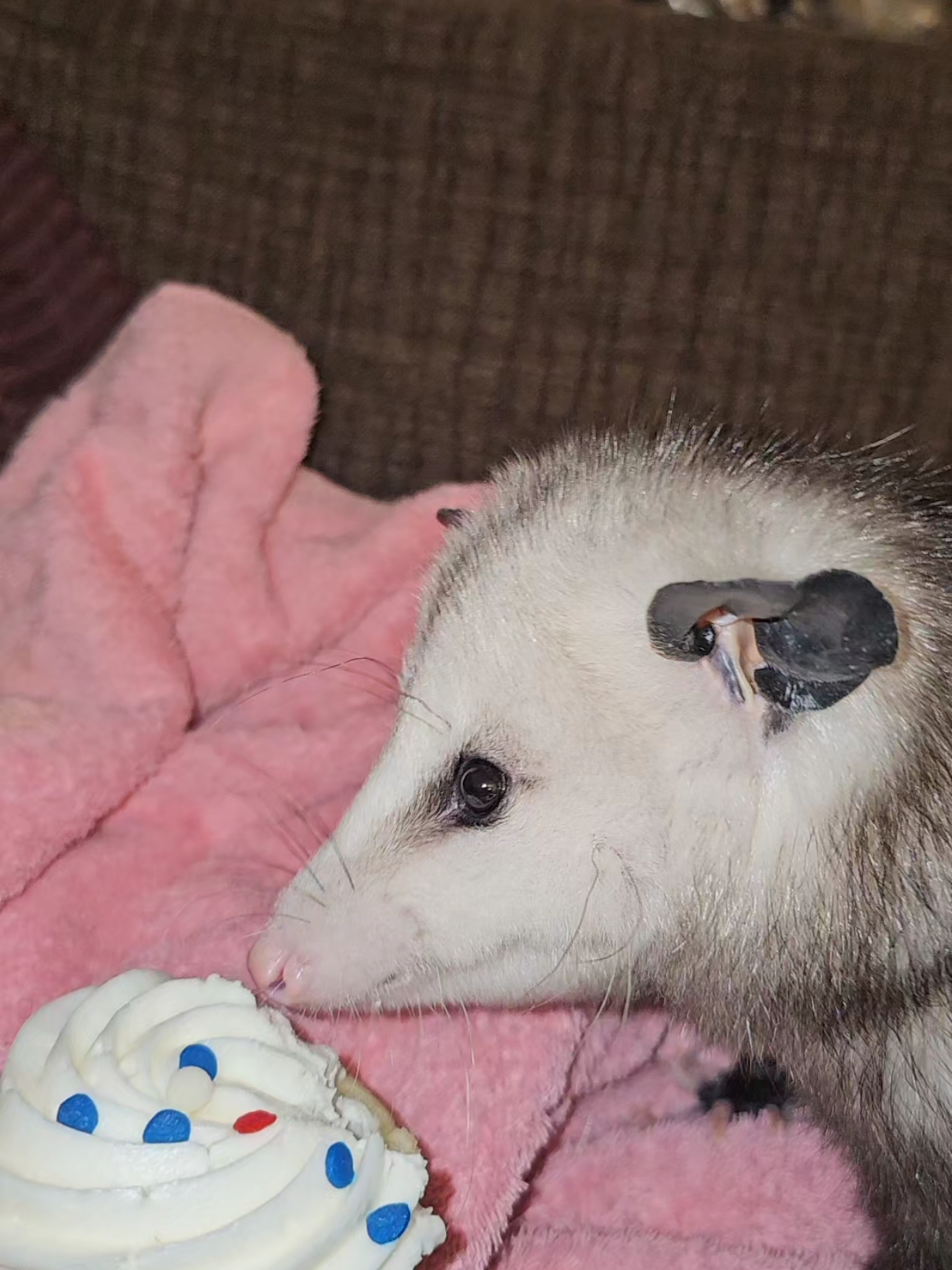 @OPOSSUMDAWGMOM