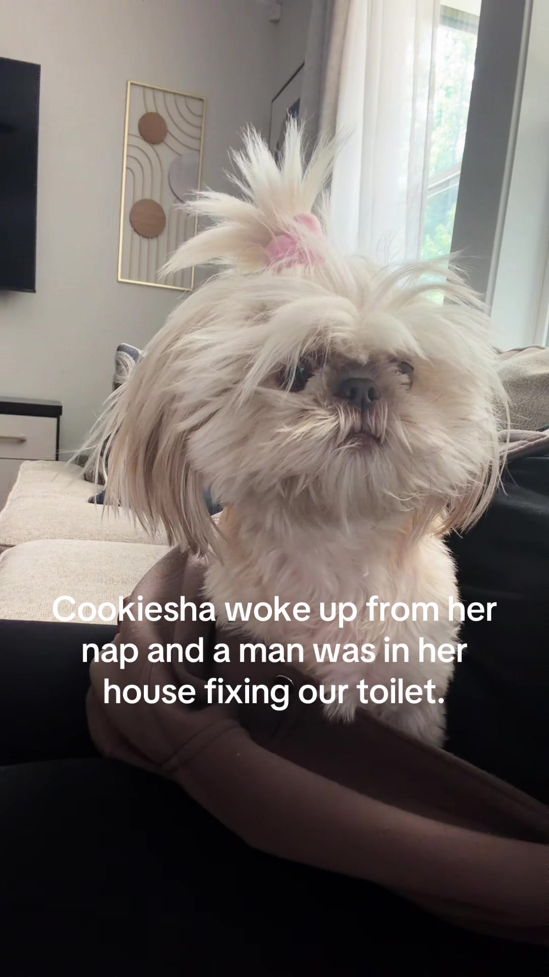 @nitaandcookiesha