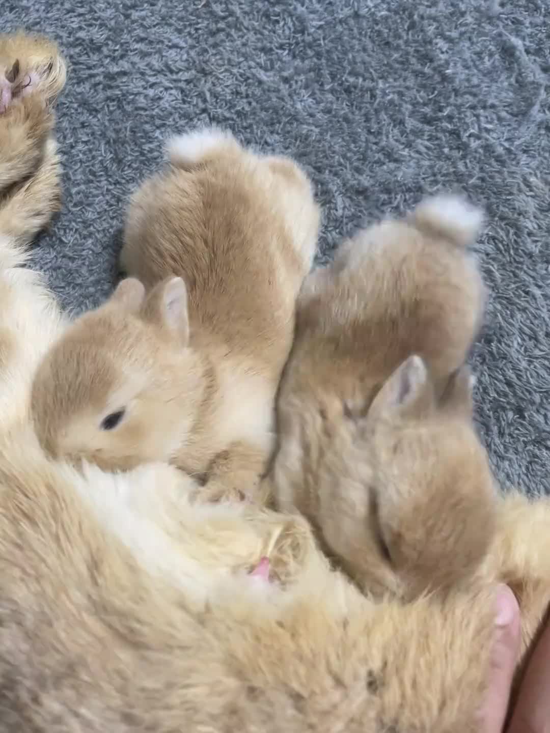 @RabbitBall