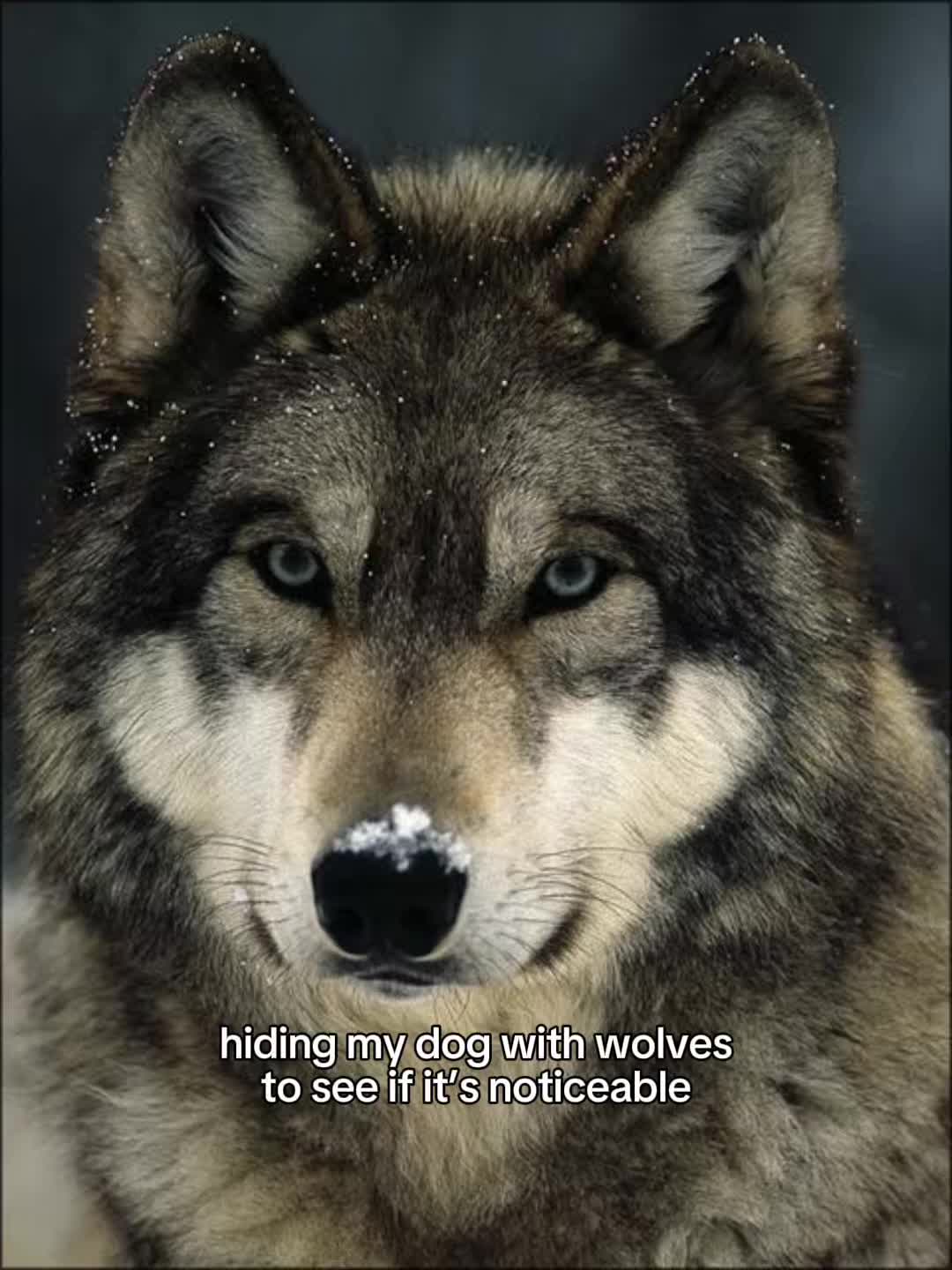 @Kim