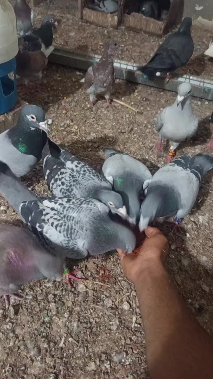 @özgür Yalçınkaya 63