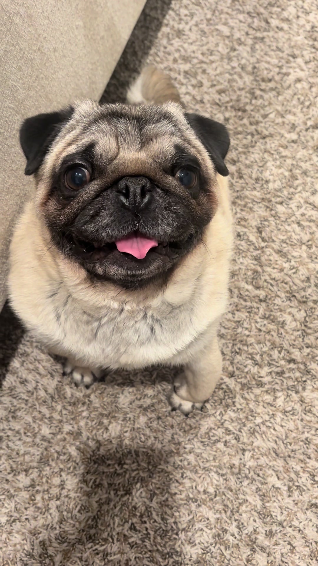 @Rocki the Pug 🐶